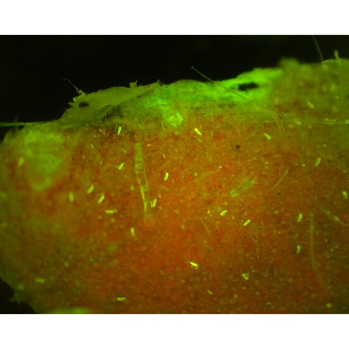 Microscop portabil USB Dino-Lite - AM4115T-GFBW cu lumina albastra (480 nm) si filtru 510 nm - fluorecenta verde (proteina)